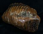 Partial M Mammoth Molar From North Sea #4246-1